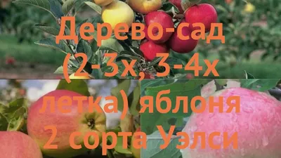 Яблоня обыкновенная Уэлси - Орловим (malus) 🌿 обзор: как сажать, саженцы  яблони Уэлси - Орловим - YouTube