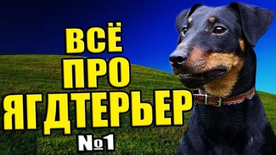 Немецкий Ягдтерьер - Особенности Породы, Характер, Воспитание