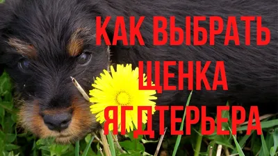 Как выбрать щенка ягдтерьера - Лидерско-Ролевое Обучение Собак