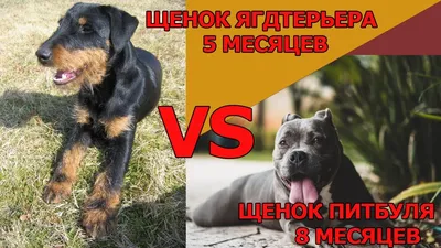 ᐉ подарю щенков ягдтерьера - Подарую (віддам за коньяк) або прийму в дар -  Форум Строим Дом