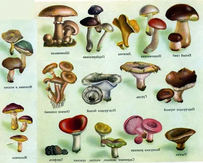 Ядовитые грибы подмосковья фото