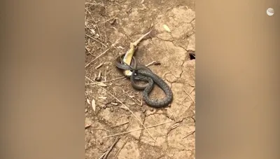 Ядовитые змеи крыма фото
