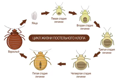 Биология клопов и развитие насекомых - сколько живут клопы