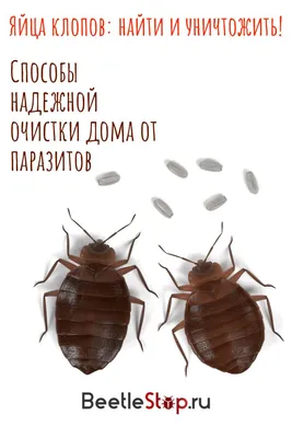 Яйца клопов: как они выглядят и где их искать в квартире, как уничтожить  кладку | Инкубационный период, Постельные клопы