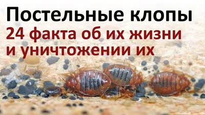 Все, что нужно знать о постельных клопах, чтобы быстро от них избавиться -  YouTube