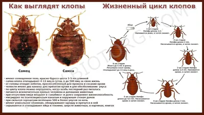 Как самостоятельно уничтожить клопов в Северодвинске - 24 июля 2017 - 29.ru