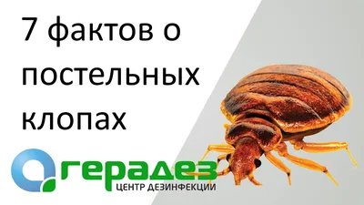 Боятся ли клопы мороза и погибают ли личинки и яйца клопов