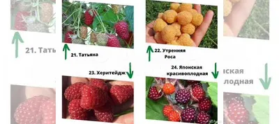 Саженцы Малина Жёлтый гигант Купить в питомнике, ЗКС