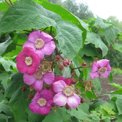 Десять лет тюрьмы за вывоз земляники🍓 предусматривает новый японский закон  Закон о защите интеллектуальной собственности предусматривает наказание в  виде 10 лет заключения или штраф 10 млн йен 💲(95 739 долларов США) за