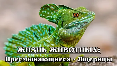 ЖИЗНЬ ЖИВОТНЫХ: Пресмыкающиеся – Ящерицы - Zoo - Планета Земля