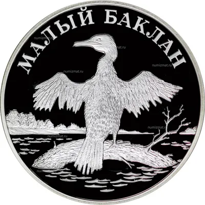 Монета номиналом 1 рубль, Россия, 2003, \"Малый баклан\" 210910339 купить в  Москве