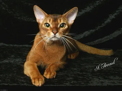 Абиссинский кот фото