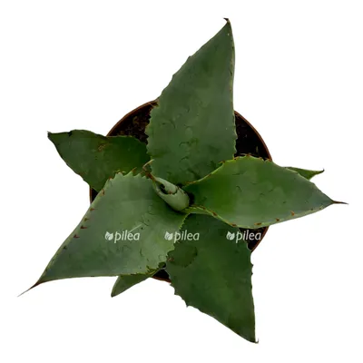 Ագավա Agava - Комнатные растения - List.am