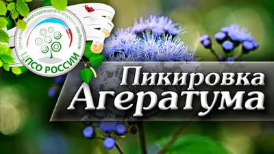 Агератум: выращивание из семян, когда сажать, фото цветов, посадка и уход в  открытом грунте