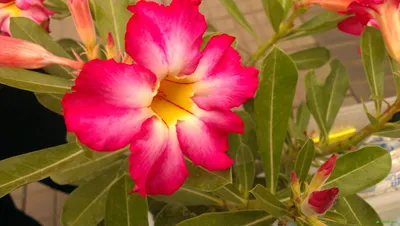 Адениум – роза пустыни: описание, виды и естественная среда обитания