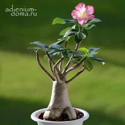Adenium Arabicum SILVER RCN | Семена, Растения, Листья