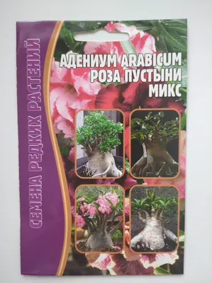Адениум роза пустыни - купить по выгодным ценам в интернет-магазине OZON