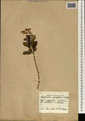 MW0590278, Asystasia gangetica (Азистазия гангская), specimen