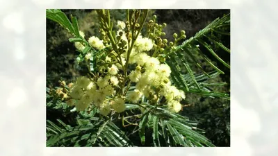 Азистазия прекрасная (Asystasia bella) - вечнозеленый полукустарник -  YouTube