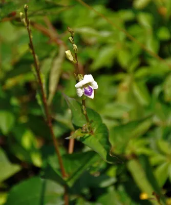 Asystasia gangetica ssp. micrantha - Изображение особи - Плантариум