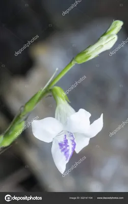 ⬇ Скачать картинки Ganges primrose, стоковые фото Ganges primrose в хорошем  качестве | Depositphotos