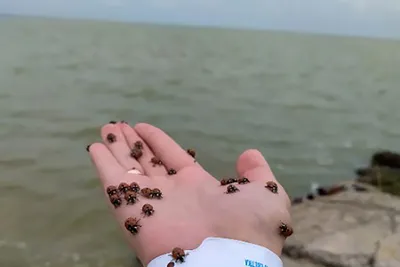 На пляжах Азовского моря появились полчища божьих коровок: ФОТОФАКТ - МК  Донбасс