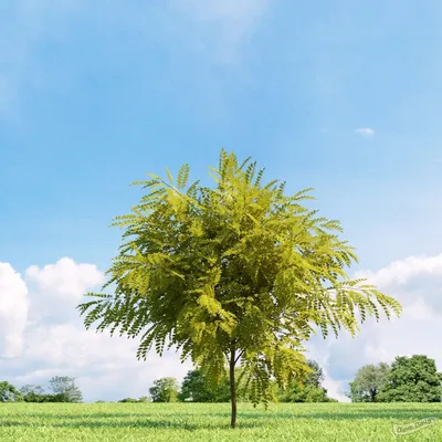 Акация белая Фризиа (Robinia pseudoacacia 'Frisia') - описание сорта, фото,  саженцы, посадка, особенности ухода. Дачная энциклопедия.