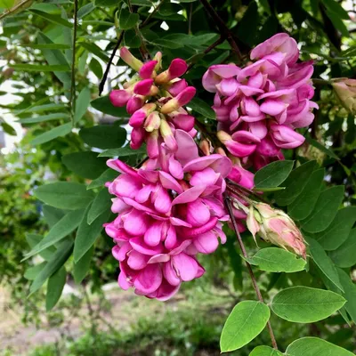 Розовая акация (Robinia) – августовская красавица | Идеальный сад | Дзен