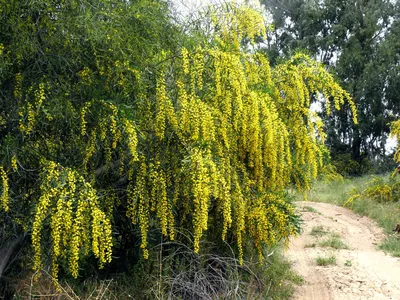 Фотокаталог растений: Акация ивовидная (Acacia saligna)