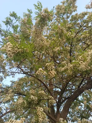 Фотокаталог растений: Акация ивовидная (Acacia saligna)