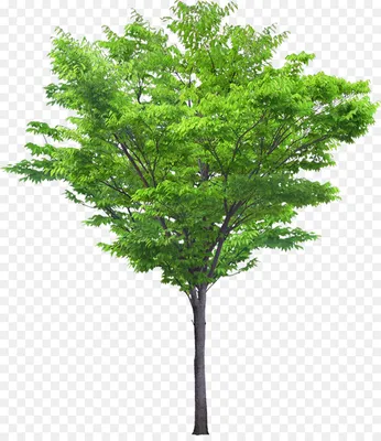 Акация дерево ботаническая копия (id 99087323)