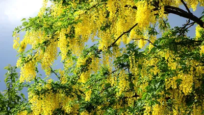Скачать 1920x1080 акация, цветение, желтая, дерево, ветки, зелень обои,  картинки full hd, hdtv, fhd, 1080p