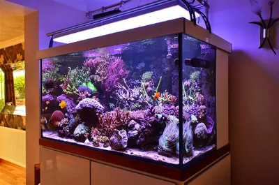 Рифовый аквариум на 1000 л из Великобритании под Orphek Atlantik •Orphek