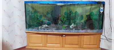 Большой аквариум на 1000 литров купить в Кировграде | Животные и зоотовары  | Авито