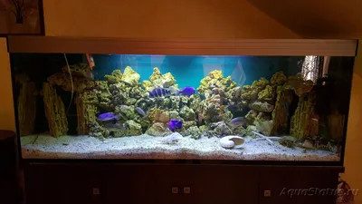 Мой аквариум на 1000 литров (Kaiman)