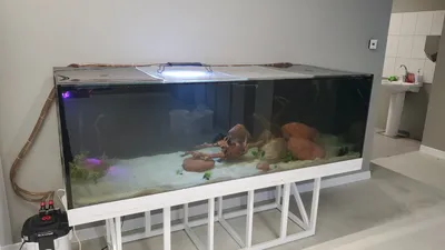 Как \"случайно\" завести аквариум на 1000 л | Пикабу