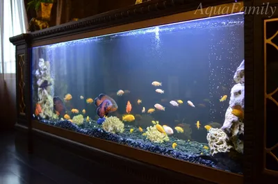 Псевдоморской аквариум 1200 л