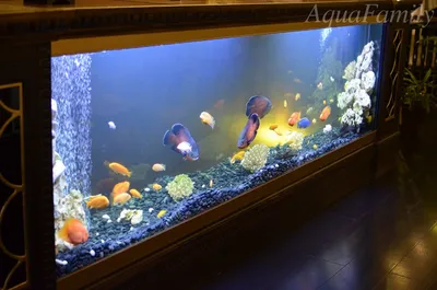 Псевдоморской аквариум 1200 л