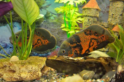 С другими рыбами барбусы совместимость: совместимость с другими  аквариумными рыбками