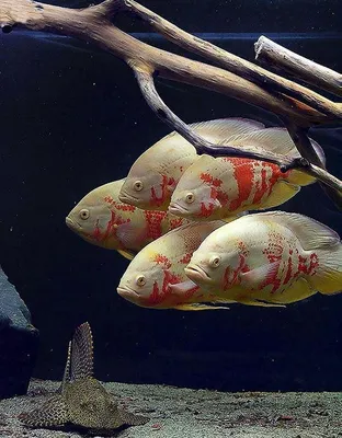 Астронотус аквариумные рыбки
