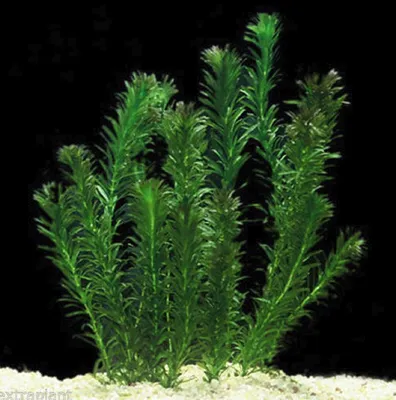 Элодея аквариумное растение (40 фото) - красивые картинки и обои на рабочий  стол