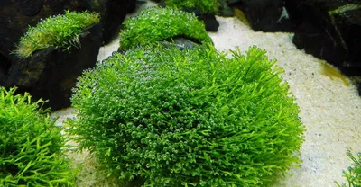Растения для аквариума для начинающих, живые водоросли для аквариума,  неприхотливые растения для аквариума