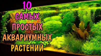 Топ 25 самых красивых аквариумных растений: популярные виды, список с  названиями и фото, описания
