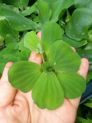 Пистия или водяной салат (pistia stratiotes): виды аквариумного растения,  как выглядит, где растет. Как содержать, выращивать и размножать?