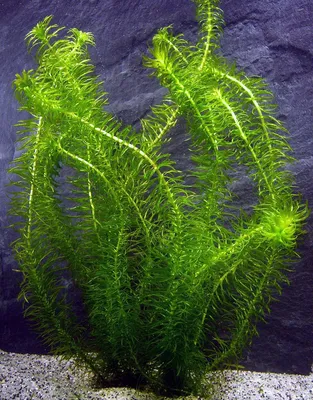 Элодея аквариумное растение (40 фото) - красивые картинки и обои на рабочий  стол
