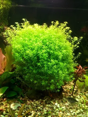 Мелкие растения в аквариуме: ТОП-15 рейтинг лучших почвопокровных видов  растений с фотографиями и названиями + условия их содержания
