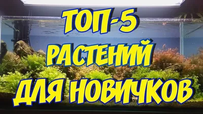 Самые неприхотливые аквариумные растения для начинающих: список с фото,  названиями и описанием - Ribulki.ru