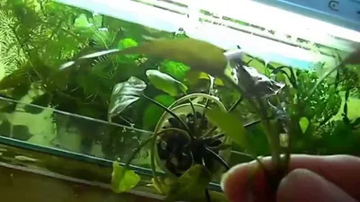 Аквариумное растение криптокорина: фото, посадка, уход и содержание в  аквариуме, размножение водорослей