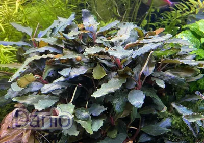 Купить аквариумное растение Буцефаландра Bucephalandra - в danio.com.ua