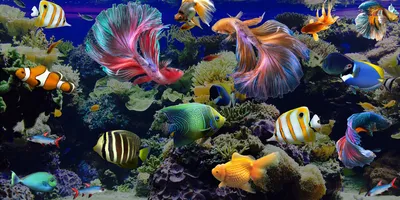 Самые интересные аквариумные рыбки, виды аквариумных рыбок с фото и  названиями, разноцветные рыбки для аквариума